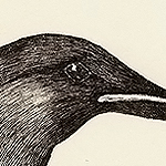 Dickschnabellumme, Uria lomvia, Thick-billed Murre, Guillemot de Br&uuml;nnich,