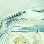 Eismoewe, Larus hyperboreus, Glaucous Gull, Go&eacute;land bourgmestre