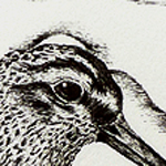 Sumpfl&auml;ufer (Limicola falcinellus)