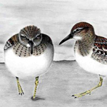 Temminckstrandl&auml;ufer (Calidris temminckii)